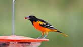 Worried about bird flu, other disease? Tips to prepare your spring bird feeder in KY