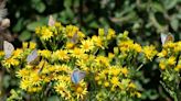 Summer butterflies are a joy to behold on the Isle of Wight