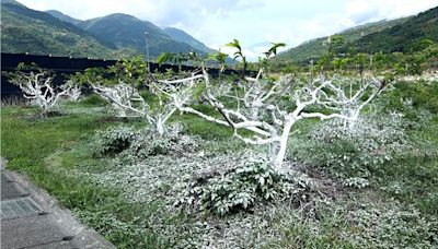 下起五月雪？台東釋迦樹白茫茫一片 竟是這用途 - 生活