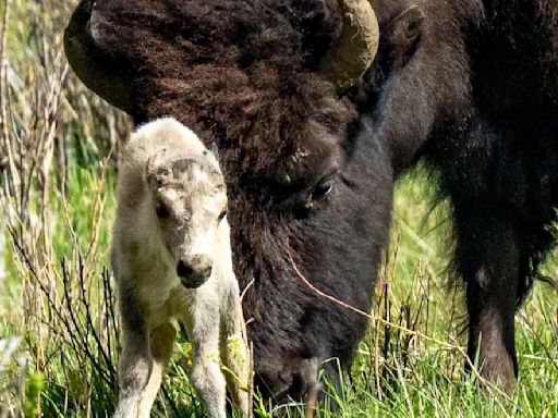 Reported birth of rare white buffalo calf in Yellowstone park fulfills Lakota prophecy