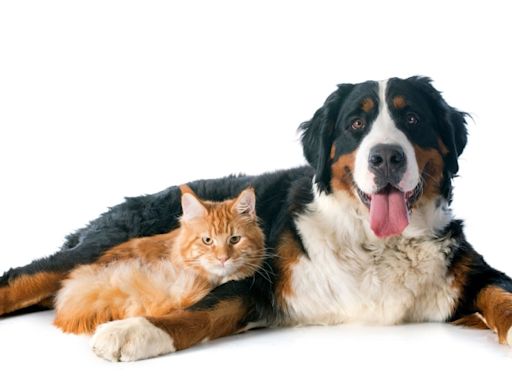 Bernese Mountain Puppy ‘Mauls’ the Family Cat and It’s Too Cute