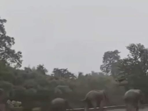 Video: Elephants Run Towards Cities, Villages For Shelter Amid Heavy Rain In Nepal