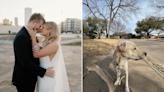 Couple find dog with broken leg days before their wedding—now he's "family"