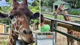 Beloved giraffe that summers in NY dies — as officials trade blame on animal’s sad end