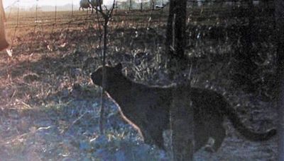 99 pc chance of panther in UK countryside, scientist claims