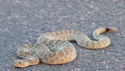 Look Into a 'Mega Den' of 2,000 Slithering Rattlesnakes With This Live Stream in Colorado