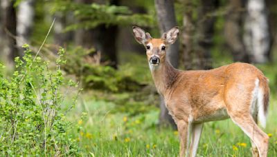 Increase in deer population could lead to bountiful year for archery hunters