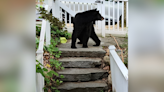 PHOTOS: Young black bear spotted in DC's Brookland neighborhood