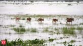 Assam floods: 131 wild animals, including 6 rhinos, dead in Kaziranga National Park - The Economic Times