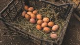 ¿Merece la pena comprar huevos ecológicos si cuestan el doble?