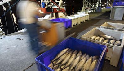 Bonito grande y frente a la costa asturiana: ¿por qué la campaña de pesca, en su ecuador, está siendo tan buena?