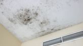 Solved! This Is What Mold on the Ceiling Means—and Here's How to Get Rid of It