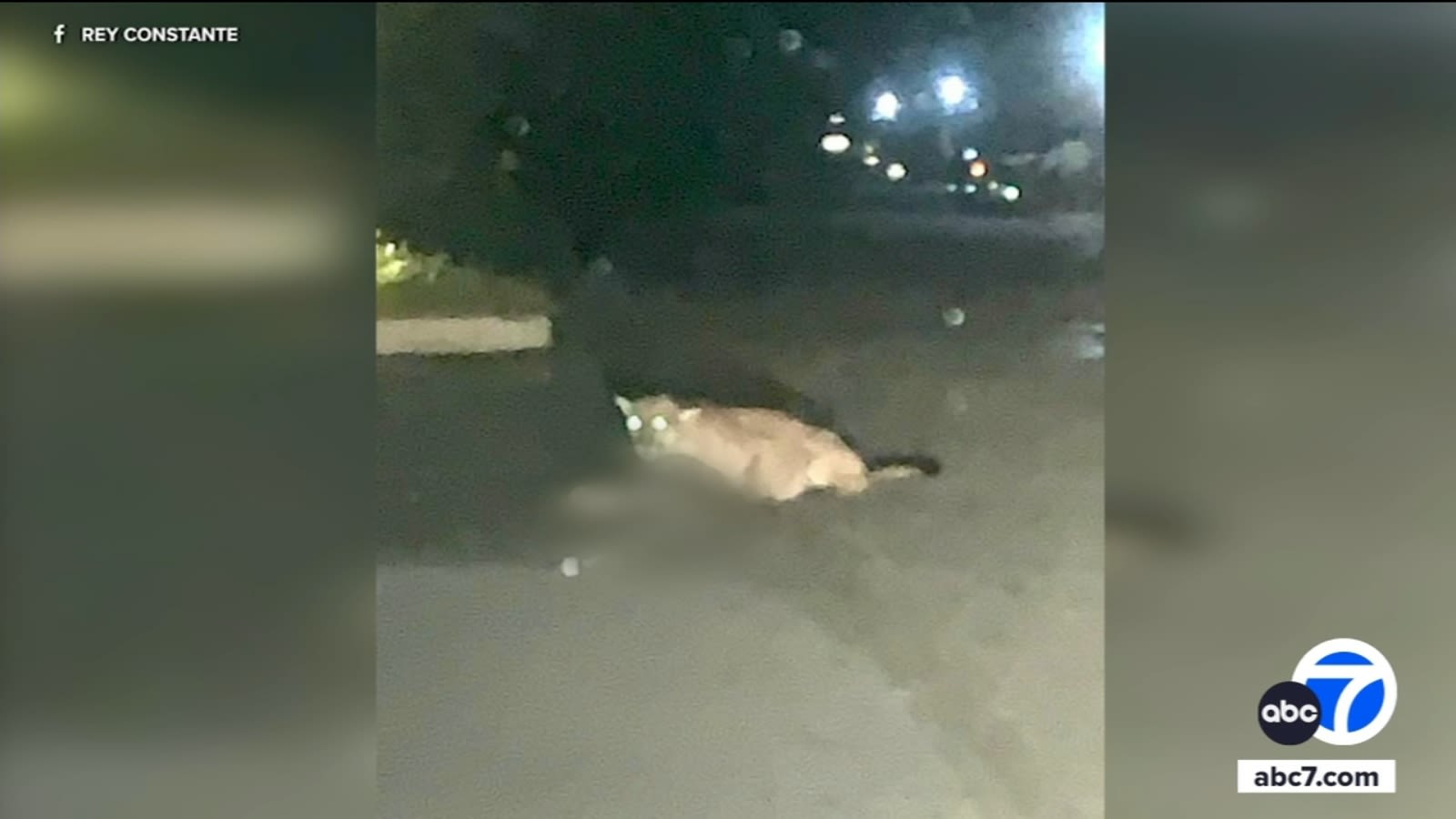 Mountain lion attacks, kills pit bull in Sylmar neighborhood; residents on alert