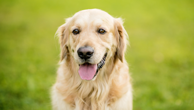 Golden Retriever Runs With Pure Joy Over Humans Coming Home From Vacation