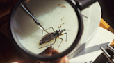 Una prueba diagnóstica detecta la infección parasitaria de Chagas en recién nacidos