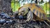Lenexa woman lost hope of finding pet tortoise after 9 months. Then this happened