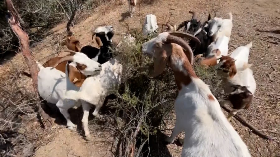 Goats are being used to prevent wildfires in Sierra Nevada