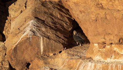 Zoo hatches record number of condor chicks to release into the wild