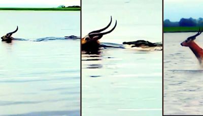 La persecución más angustiosa: un impala hace lo imposible para huir de un cocodrilo