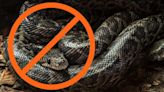 TSA Says No to Snakes on a Plane After Florida Woman Tries to Bring Boa on Board