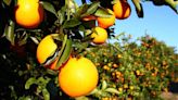 Slight uptick for oranges, but citrus woes persist in Florida - Tampa Bay Business Journal