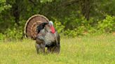 How to Identify and Hunt the Rio Grande Wild Turkey