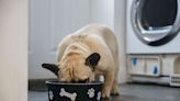 Mid America Pet Food Recalls Single Lot of Dog Food After Salmonella Test
