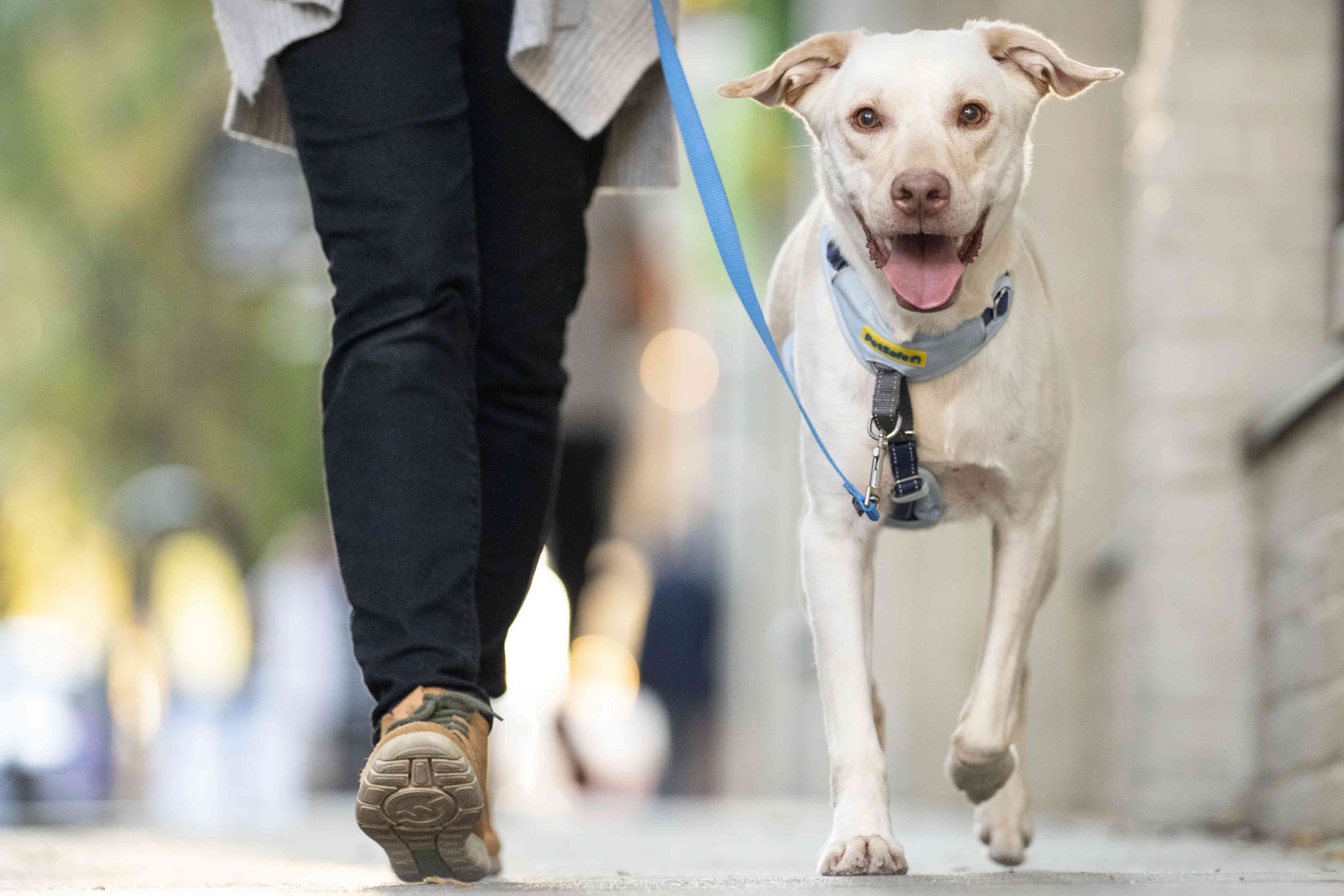 I’m Much More Comfortable Walking My Dog with This $28 No-Pull Harness