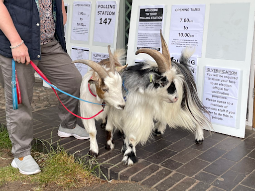Woman takes two pet pygmy goats to polling station