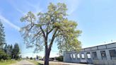 Washington Residents Battle City to Keep 400-Year-Old Oak Tree Standing