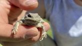 FWP: be alert for Greater Short-horned Lizards