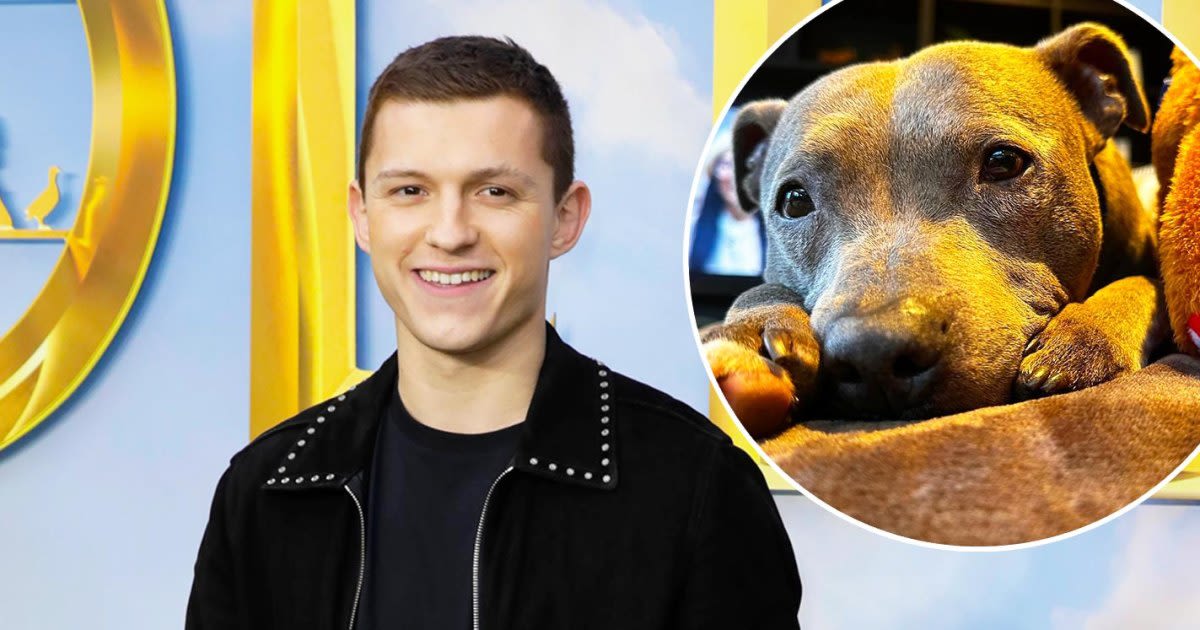 Tom Holland Mourns Death of Dog Tessa: 'Missing My Lady'