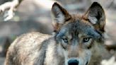 US House votes to remove wolves from endangered list in 48 states