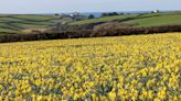 Foster carers to receive daffodils to mark Mother’s Day