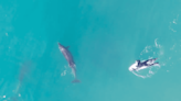 WATCH: Lucky Surfers Share a Surf Session with Bottlenose Dolphins in California