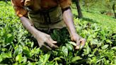 World’s Biggest Tea Buyer’s Sale of Last Farms Is a Strategy Shift