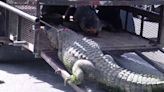 Man says he ran over alligator to save neighbor trapped in its jaws