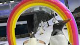 What are we to deduce from a couple of gay penguins going through highs and lows of life together?