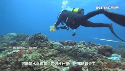 海溫飆高！珊瑚陷「暖化浩劫」 恆春、小琉球大片白化