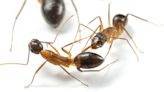 Ants amputate legs in order to ensure survival – study