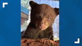 Tahoe bear cub orphaned after being abandoned at wildlife rescue