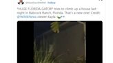 Watch a large alligator climb up the side of someone’s house in Florida. ‘Oh my gosh’