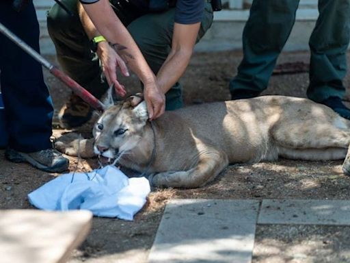 Did he want a cat scan? Mountain lion makes surprise visit to Arizona hospital