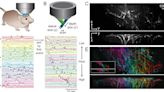 Se pueden crear películas con los registros de la actividad neuronal