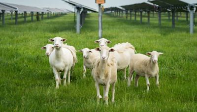 Wind and solar power can generate vital profits for Texas’ dwindling farms and ranches