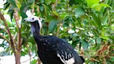 1 of 2 missing piping guans returned to Roger Williams Park Zoo