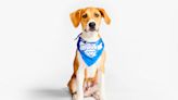 Puppy Bowl 2024 pits Patrick Mabones vs. Bark Purdy. Puppy Bowl 20 start time, lineup, more