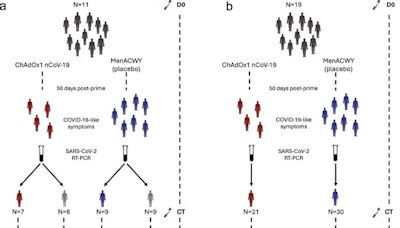 Study reveals how COVID-19 vaccines prevent severe disease