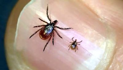 It's tick season, Oklahoma: What to know about the parasites and what to do if you find one
