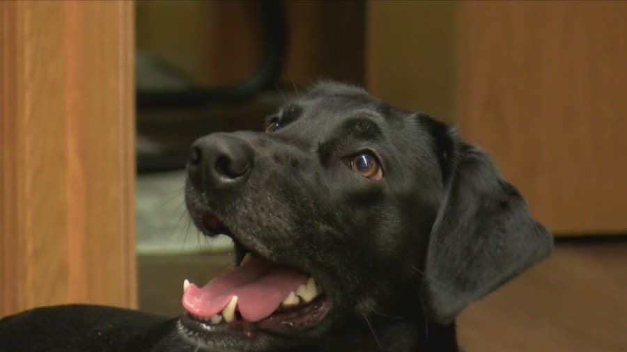 QC Search and Rescue looks to add dogs to team